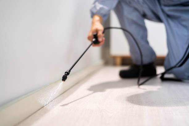 Bed Bug Pre-Treatment Preparation Assessment in Rochester