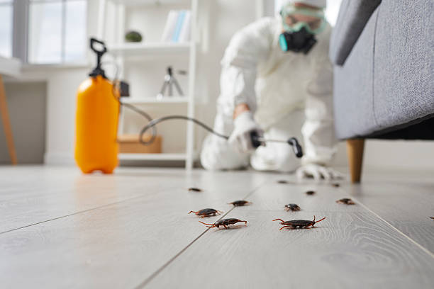 Post-Treatment Bed Bug Interceptor Monitoring in Rochester
